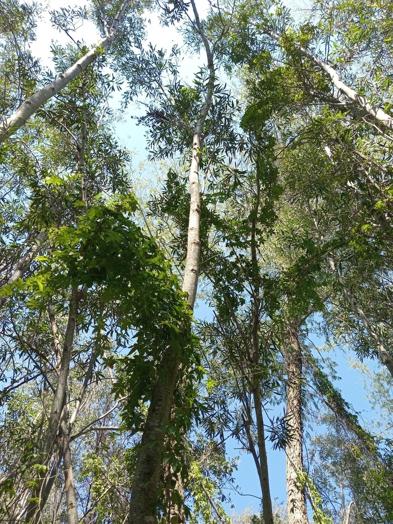 Tessaria integrifolia photo 7