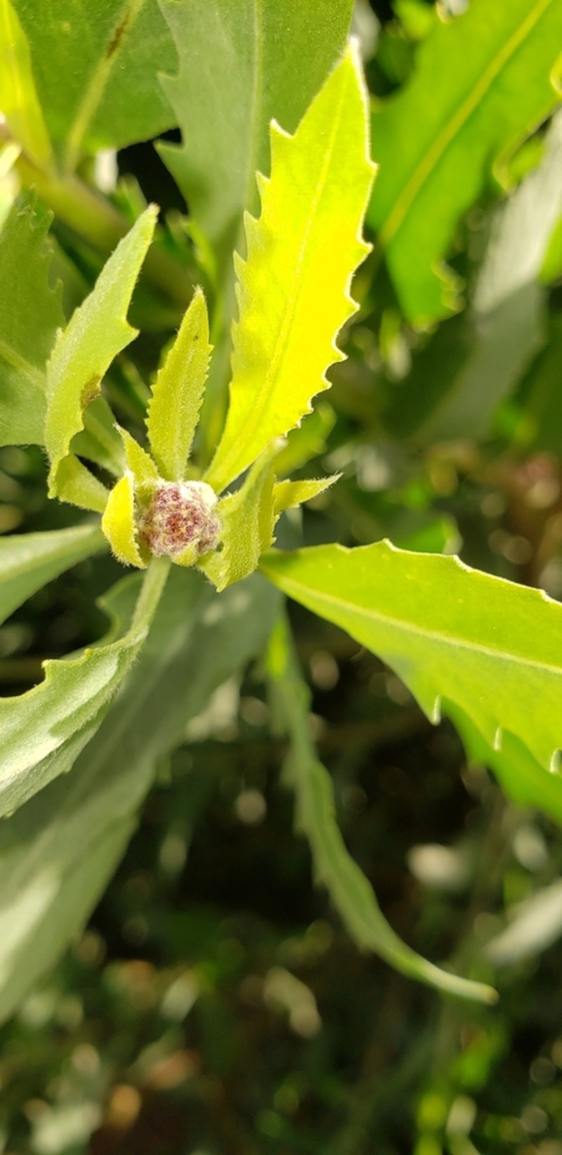 Tessaria integrifolia photo 8