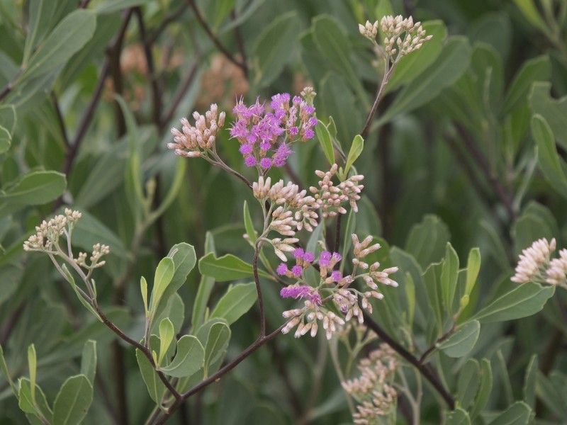 Tessaria integrifolia var. ambigua
