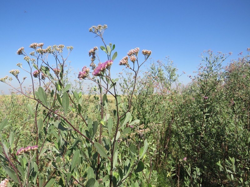Tessaria integrifolia var. ambigua photo 2