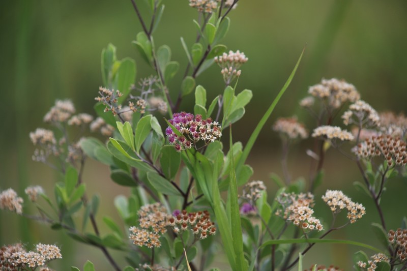 Tessaria integrifolia var. ambigua photo 3