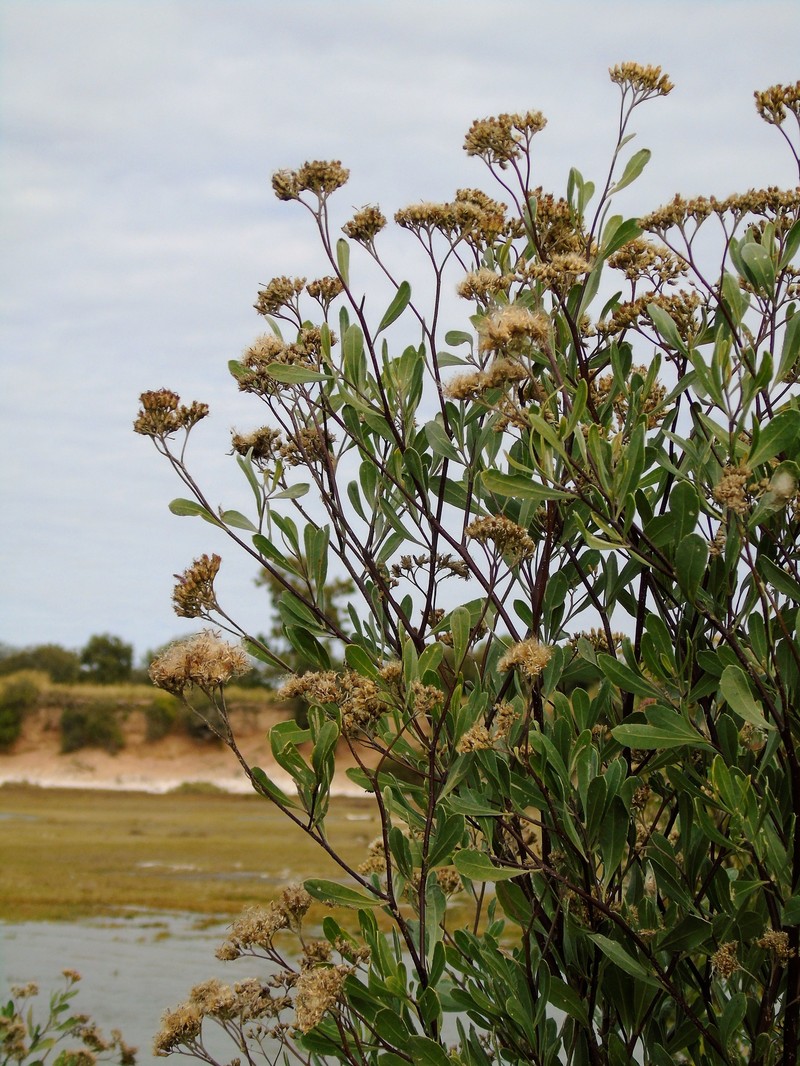 Tessaria integrifolia var. ambigua photo 4