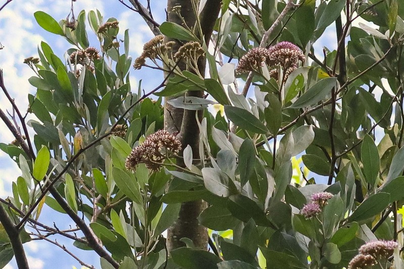 Tessaria integrifolia var. integrifolia