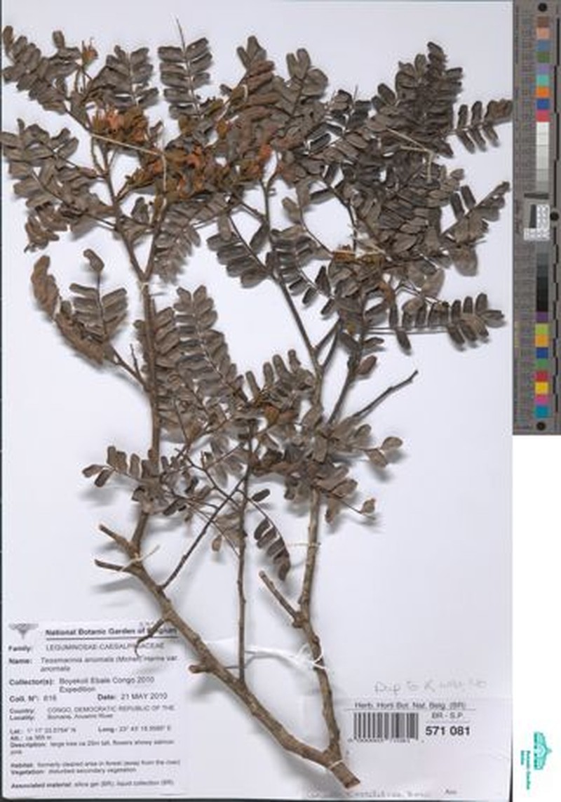 Tessmannia anomala var. anomala