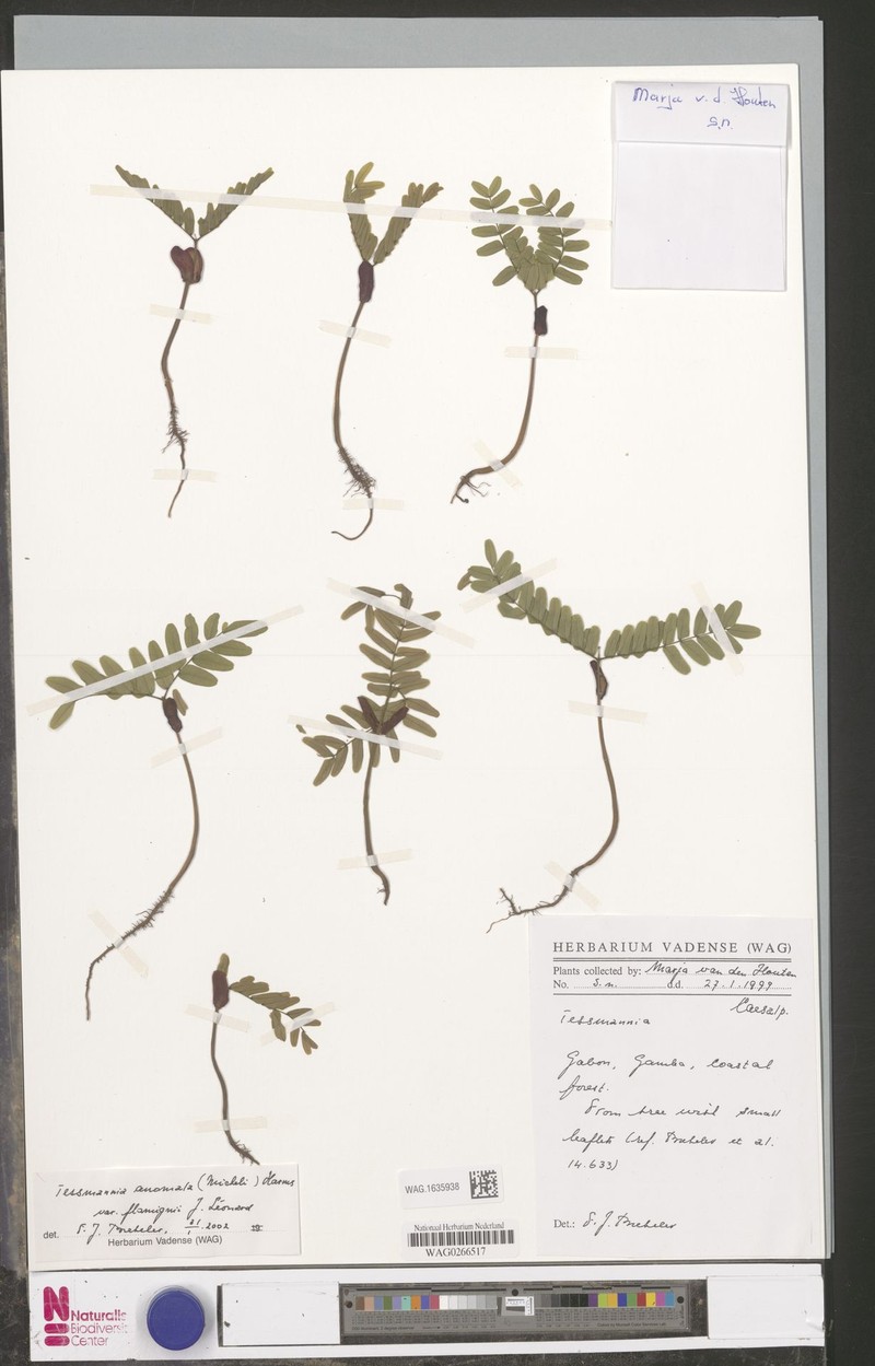 Tessmannia anomala var. flamignii