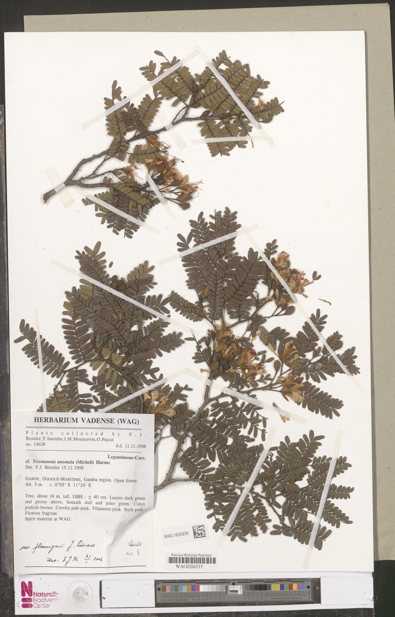 Tessmannia anomala var. flamignii photo 3