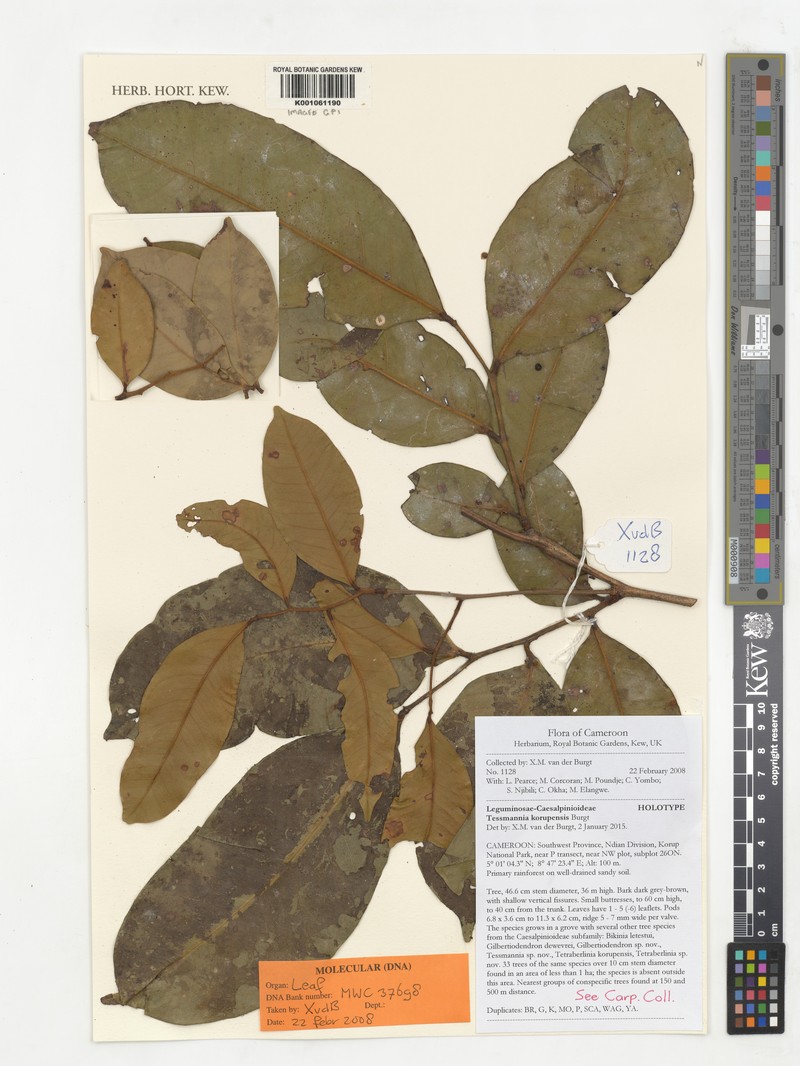 Tessmannia korupensis
