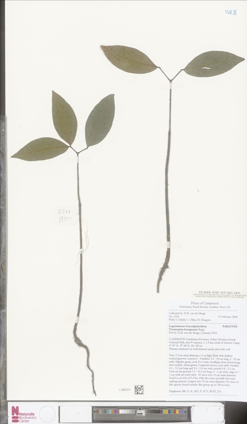 Tessmannia korupensis photo 2