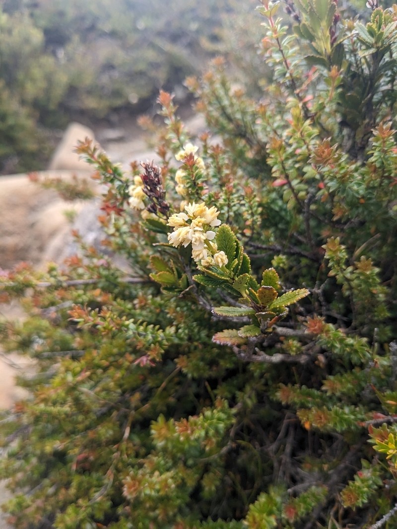 Tetracarpaea tasmannica