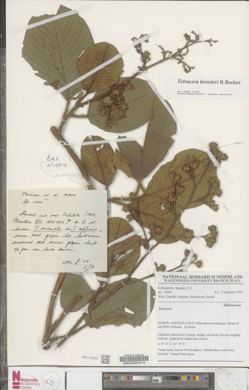 Tetracera breteleri