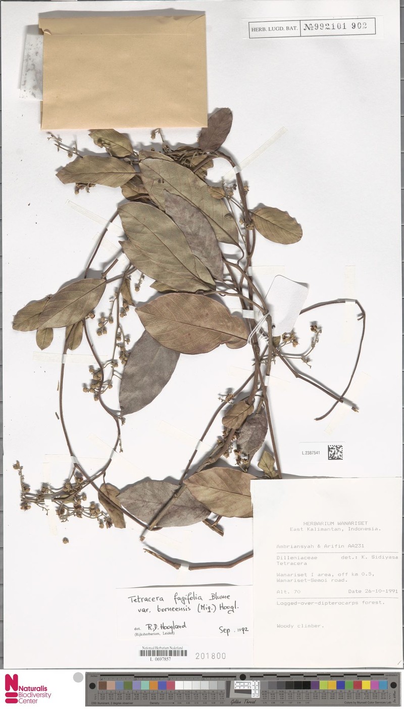 Tetracera fagifolia var. borneensis