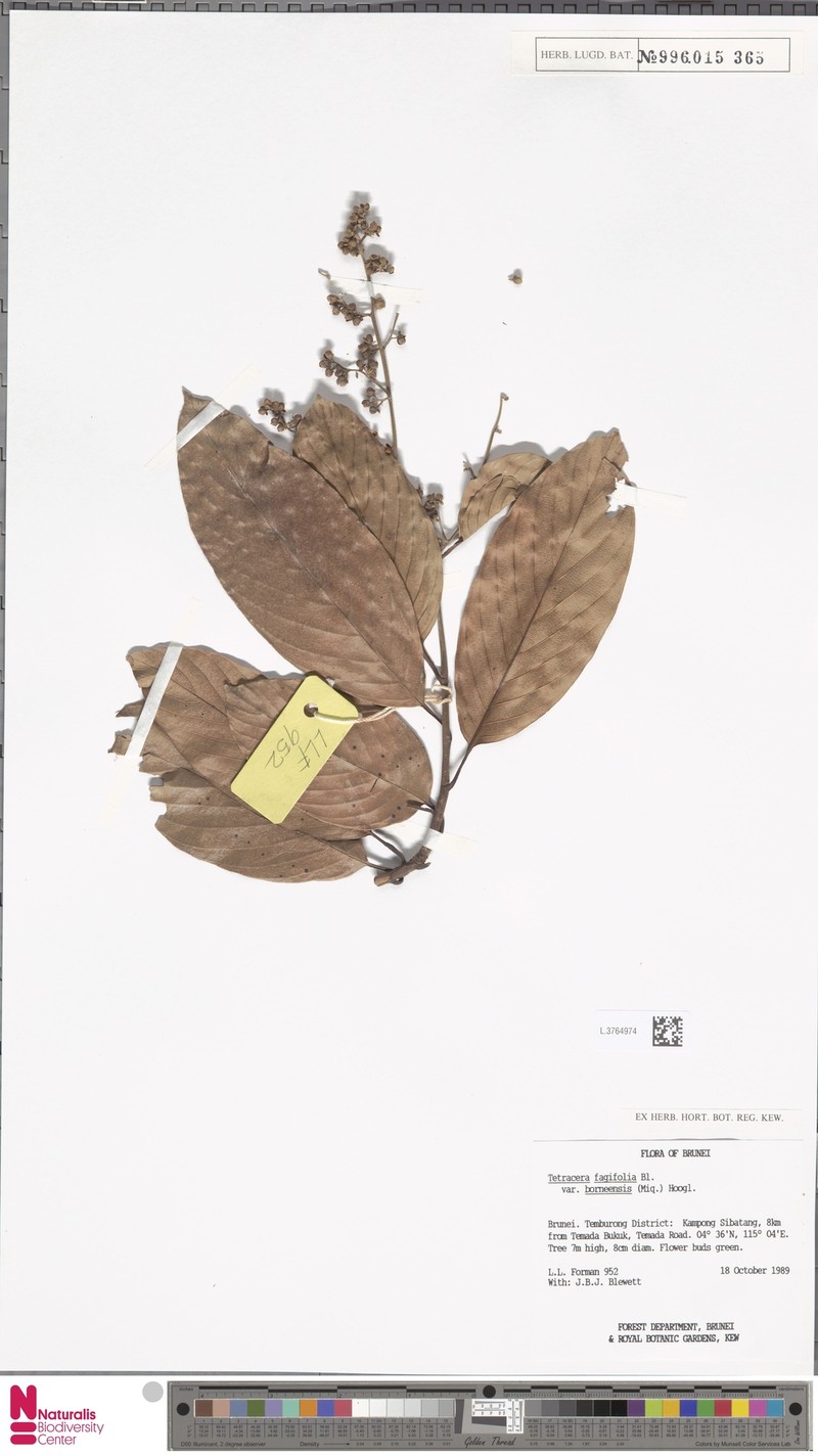 Tetracera fagifolia var. borneensis photo 2