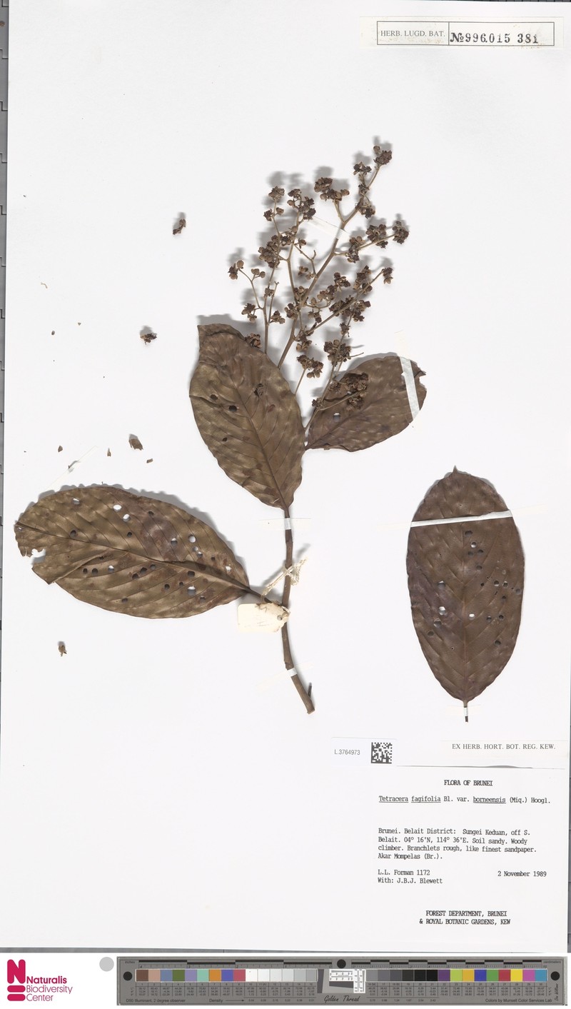 Tetracera fagifolia var. borneensis photo 3