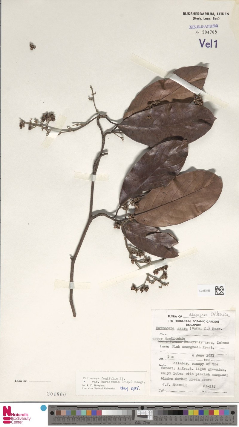 Tetracera fagifolia var. borneensis photo 4