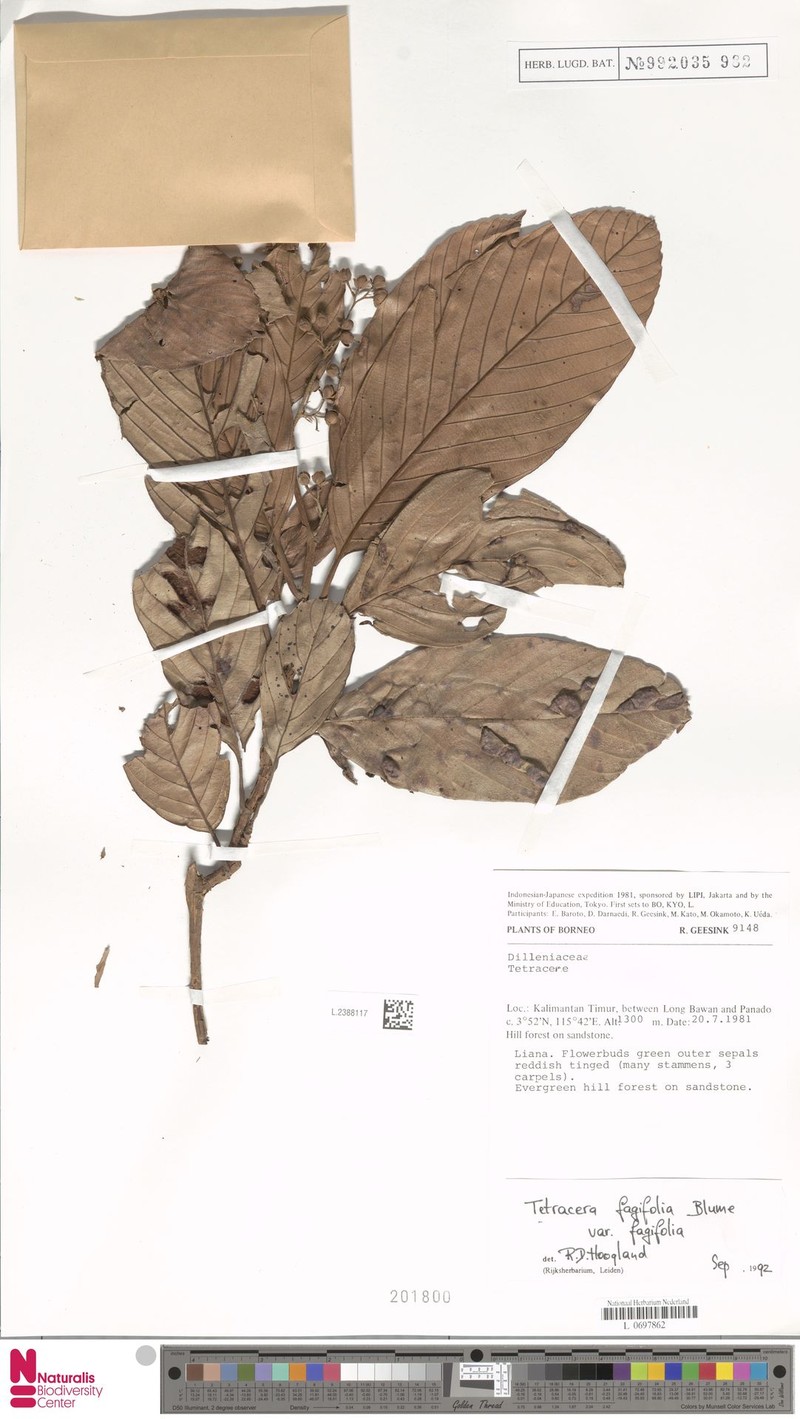 Tetracera fagifolia var. fagifolia