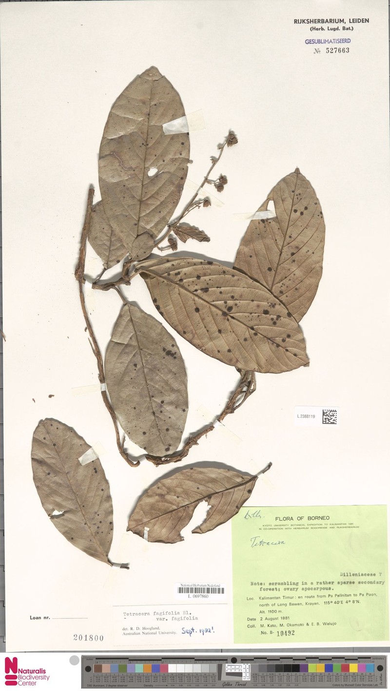 Tetracera fagifolia var. fagifolia photo 2