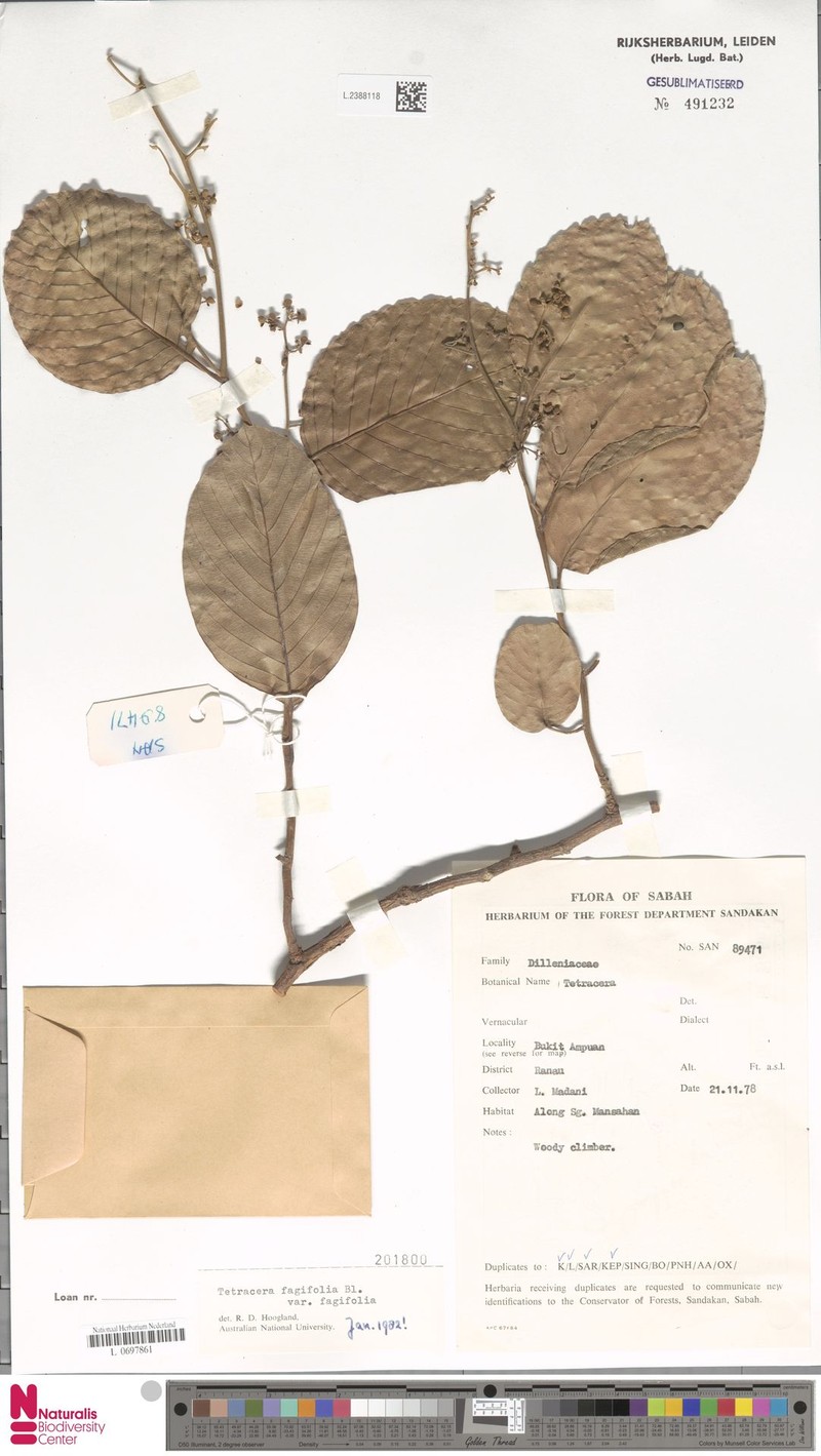 Tetracera fagifolia var. fagifolia photo 3