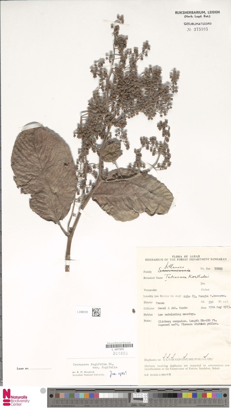 Tetracera fagifolia var. fagifolia photo 4