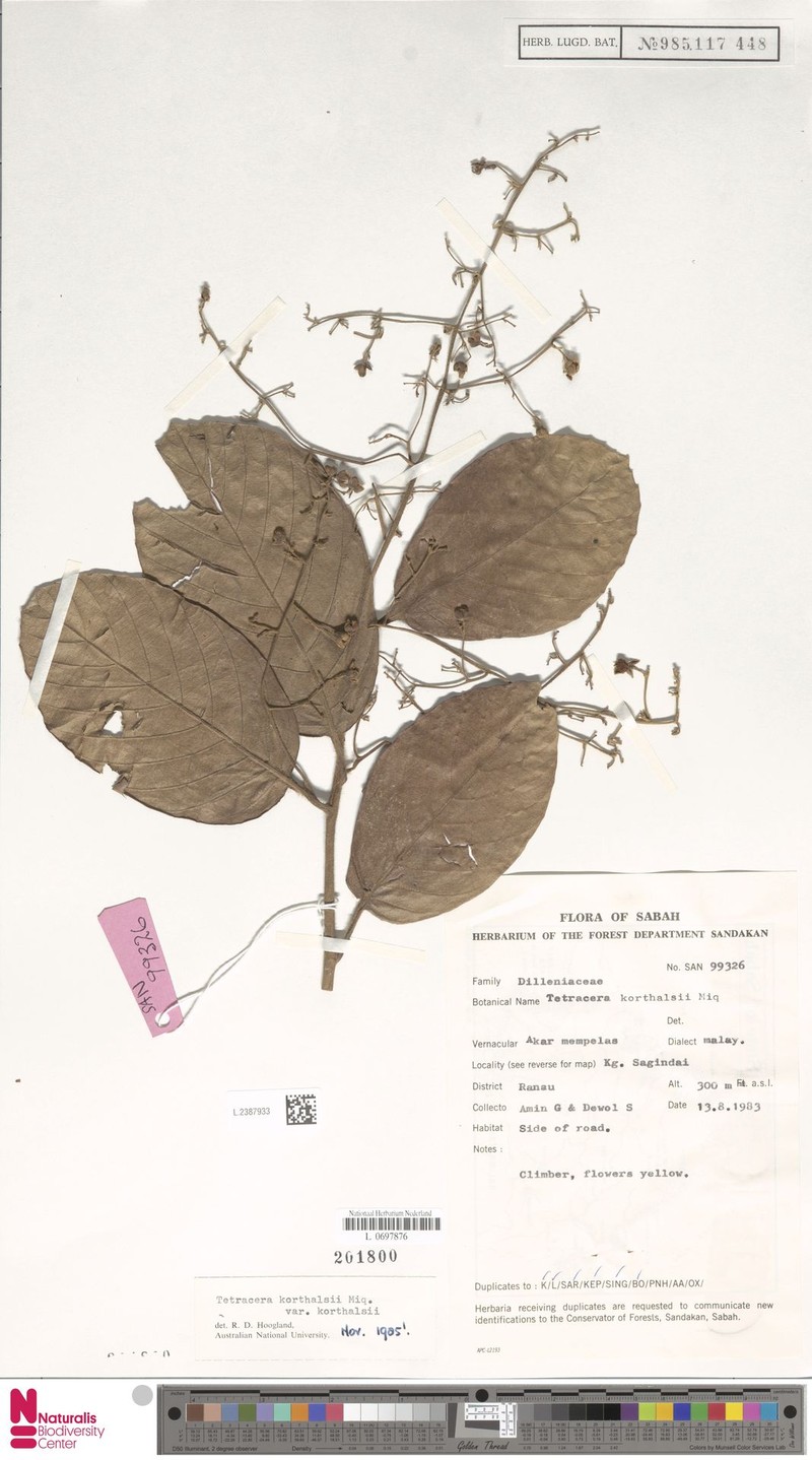 Tetracera korthalsii var. korthalsii
