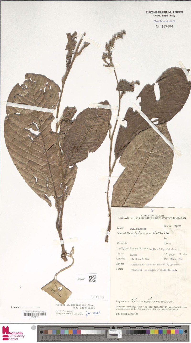 Tetracera korthalsii var. korthalsii photo 2