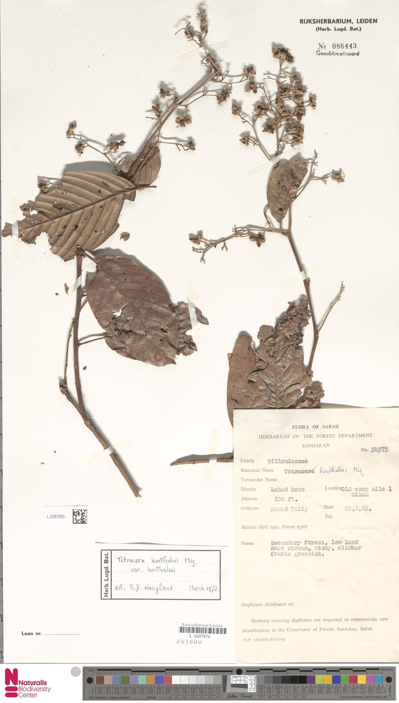 Tetracera korthalsii var. korthalsii photo 3