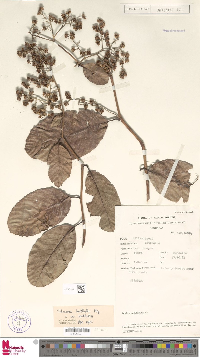Tetracera korthalsii var. korthalsii photo 4