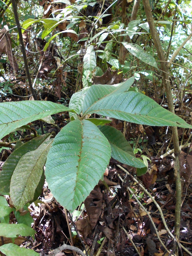 Tetracera macrophylla photo 2