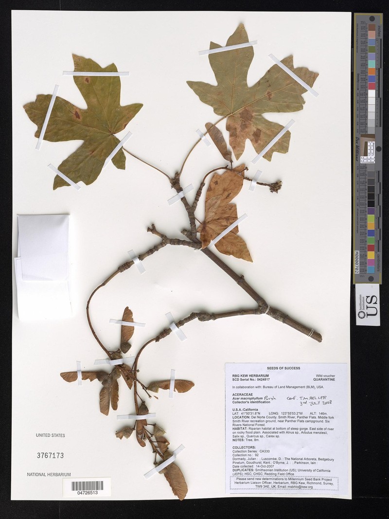 Tetracera macrophylla photo 3