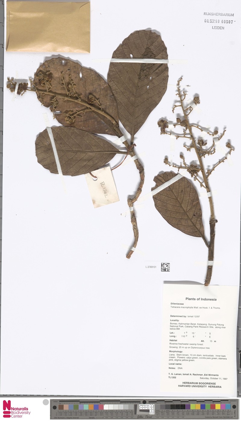 Tetracera macrophylla photo 4