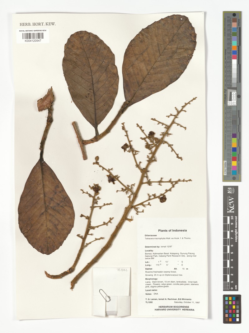 Tetracera macrophylla photo 5
