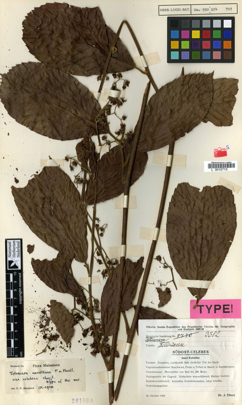 Tetracera nordtiana var. celebica