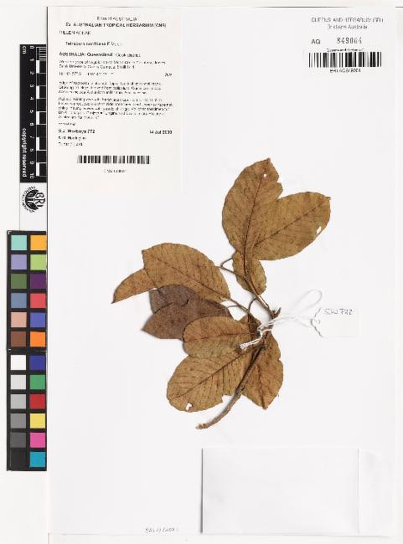 Tetracera nordtiana var. nordtiana