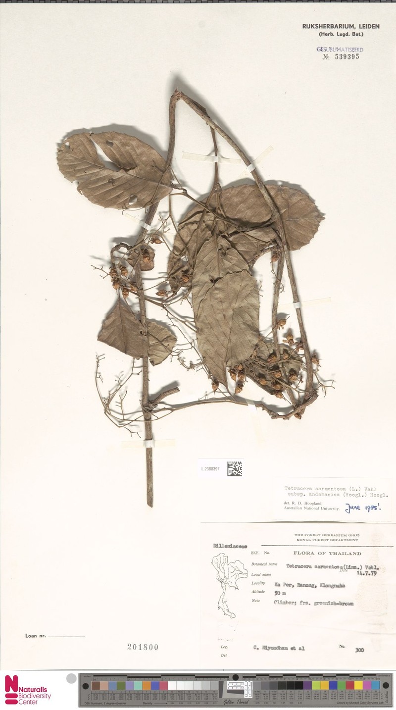 Tetracera sarmentosa subsp. andamanica