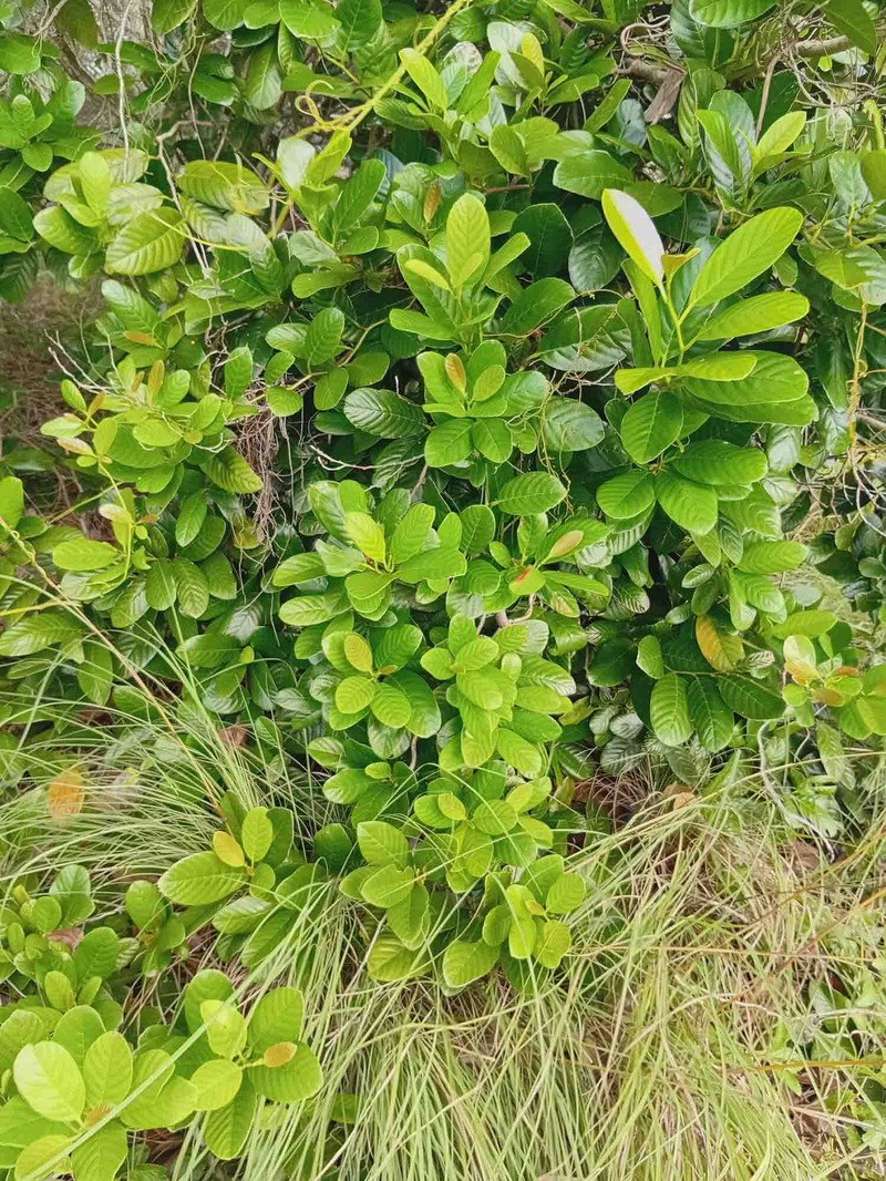 Tetracera sarmentosa subsp. sarmentosa