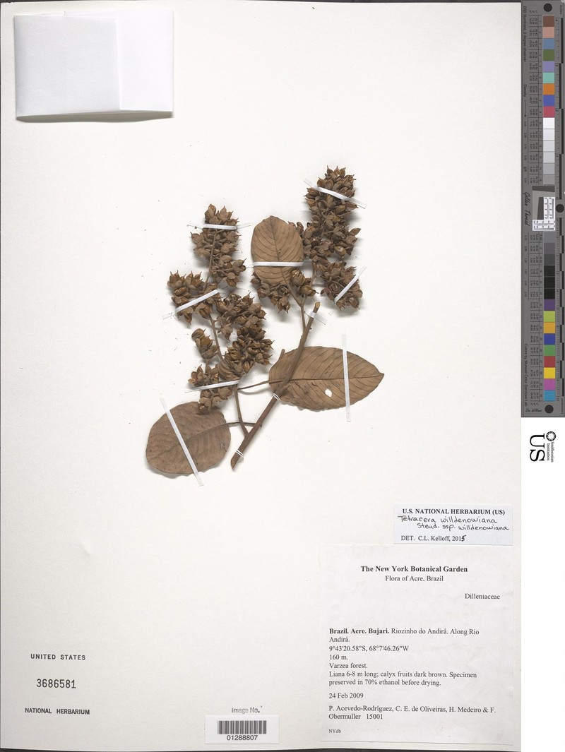 Tetracera willdenowiana subsp. willdenowiana