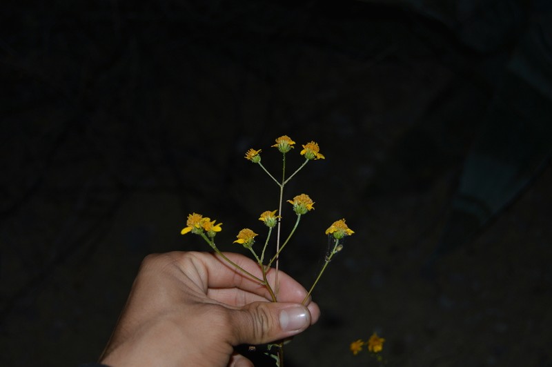 Tetrachyron brandegeei
