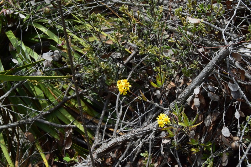 Tetrachyron brandegeei photo 2