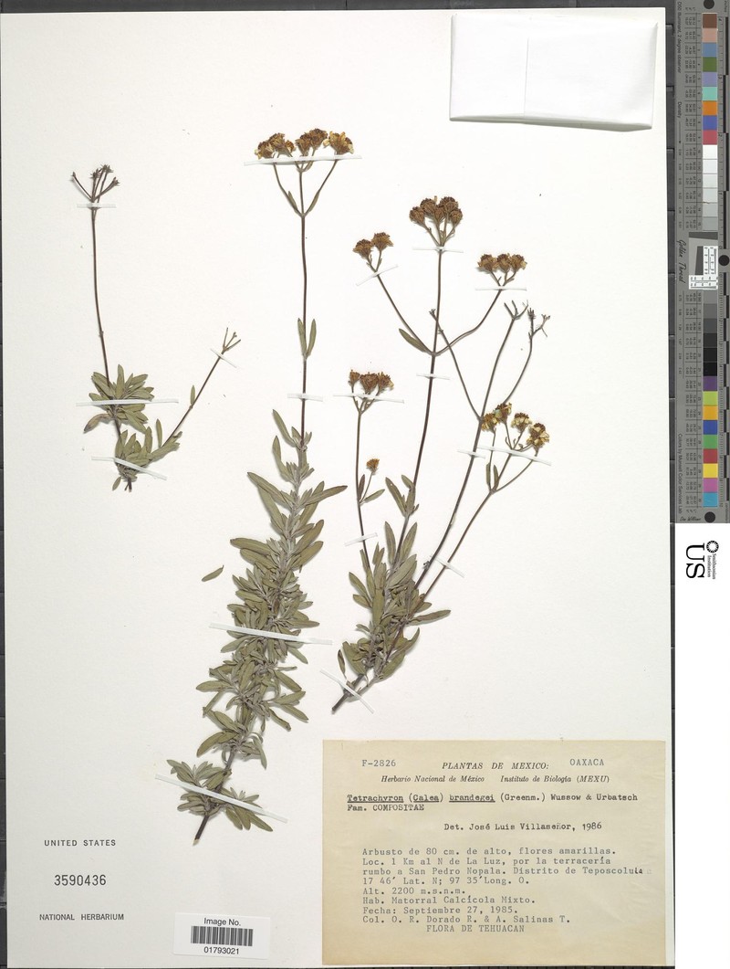 Tetrachyron brandegeei photo 4
