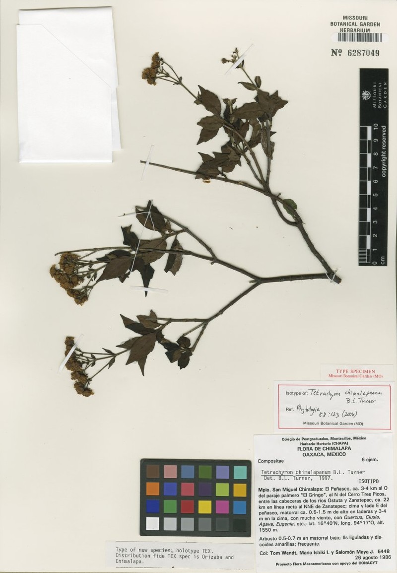 Tetrachyron chimalapanum