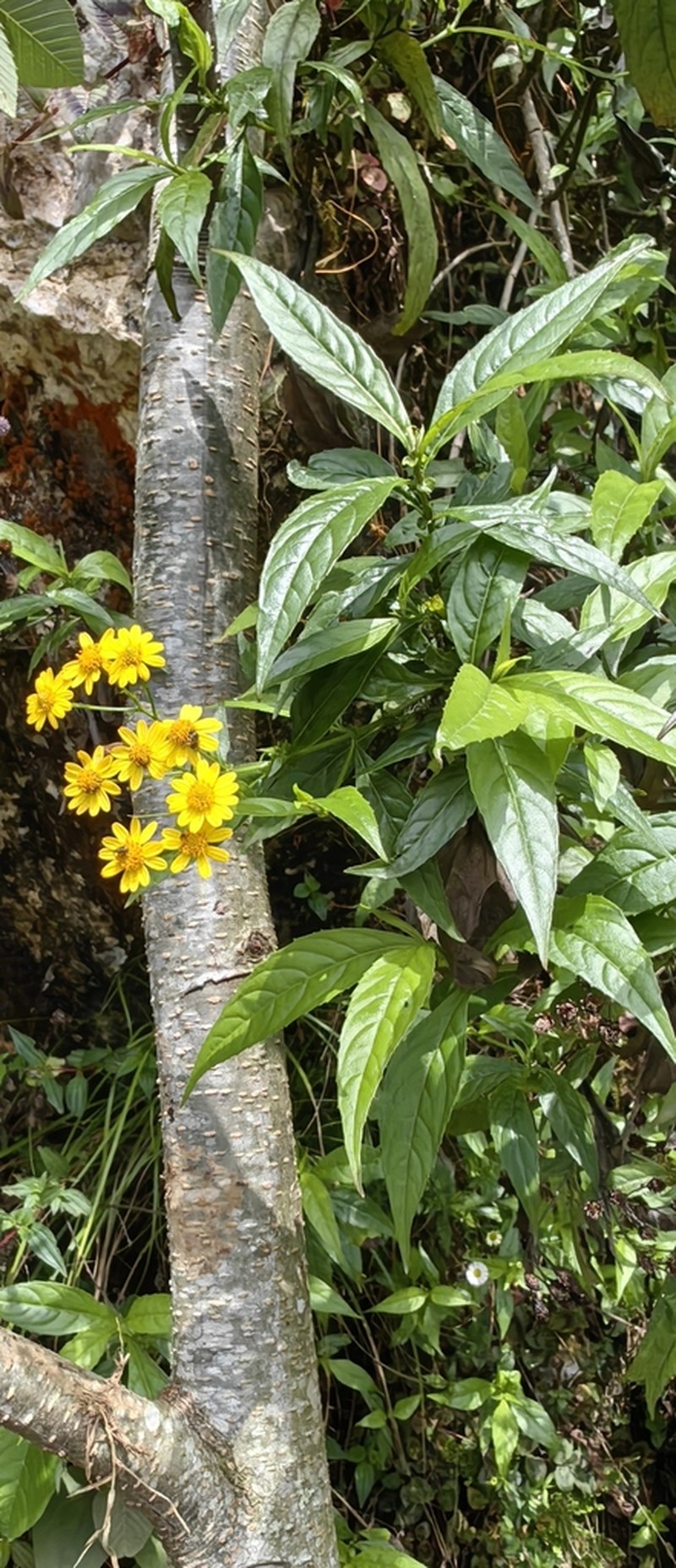 Tetrachyron manicatum