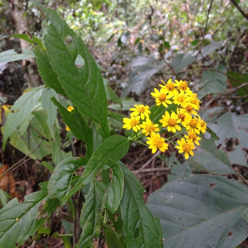 Tetrachyron manicatum photo 2