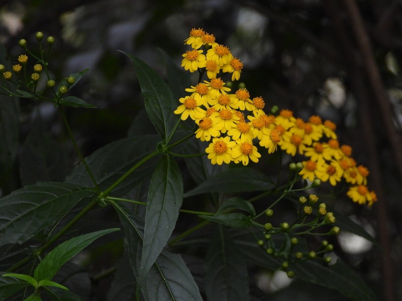 Tetrachyron manicatum photo 3