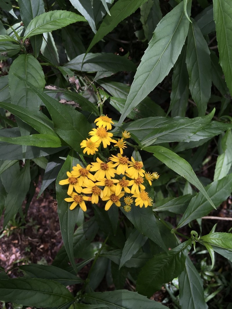Tetrachyron manicatum photo 4