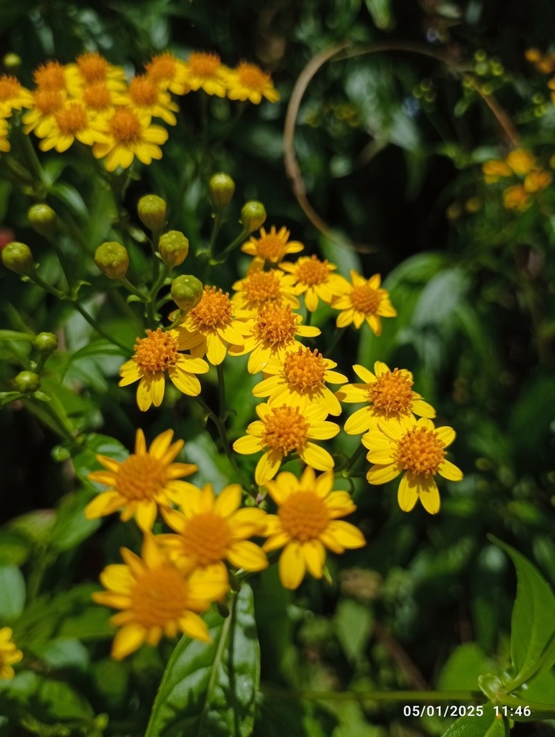 Tetrachyron manicatum photo 5