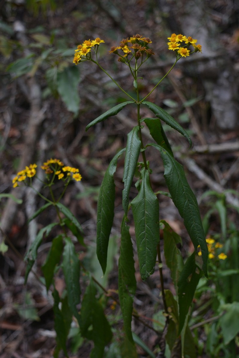 Tetrachyron manicatum photo 6