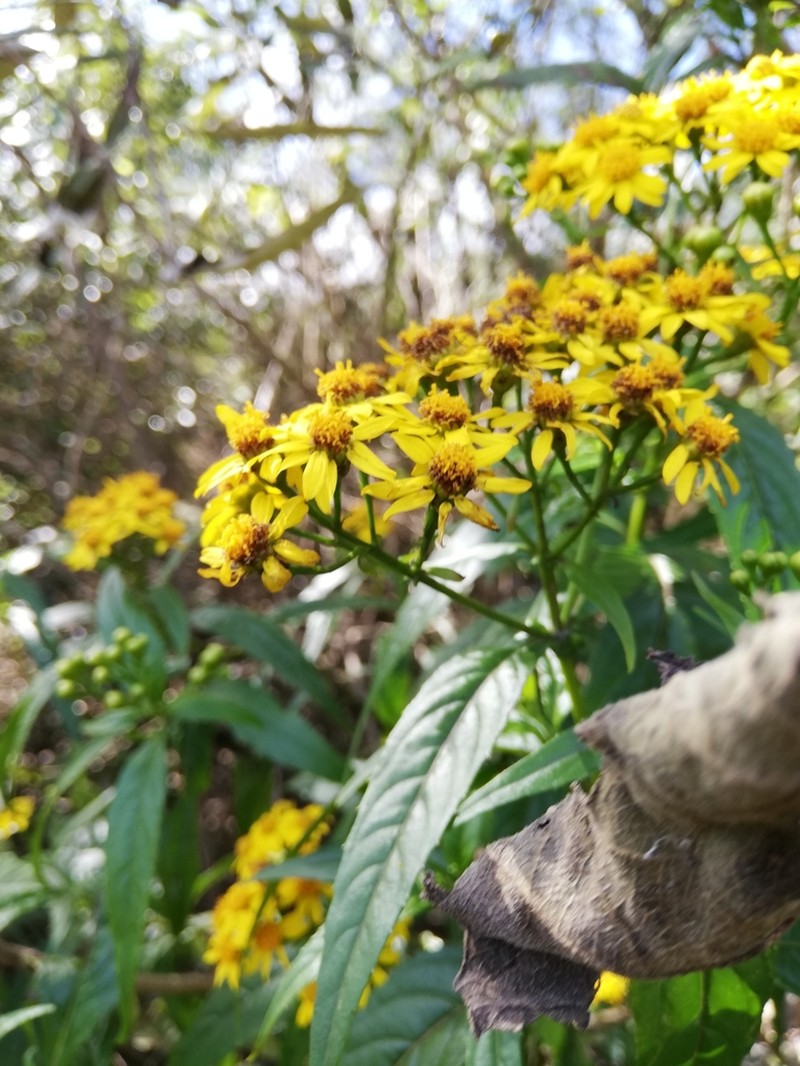 Tetrachyron manicatum photo 7
