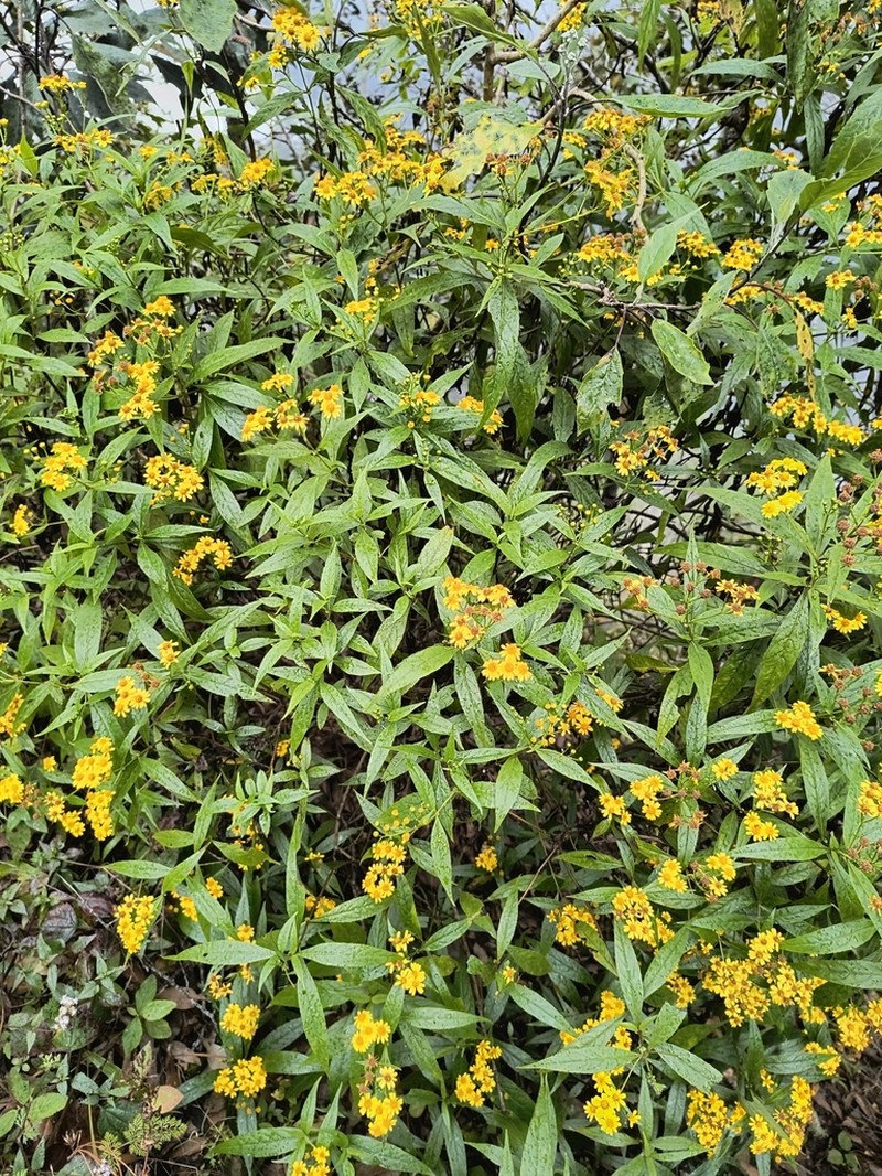 Tetrachyron manicatum photo 8