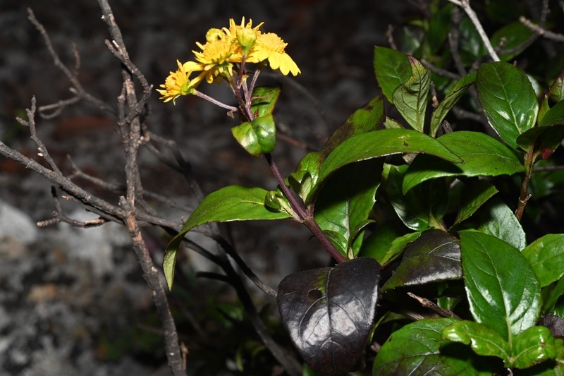 Tetrachyron websteri