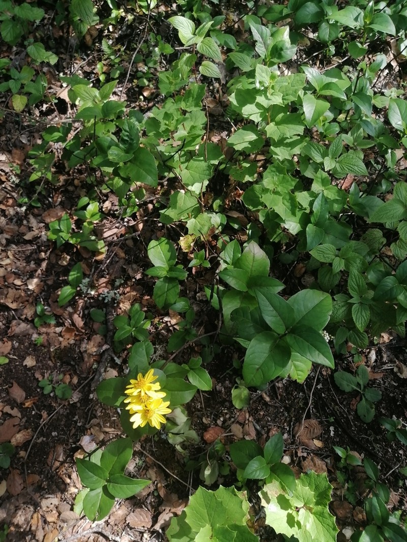 Tetrachyron websteri photo 2