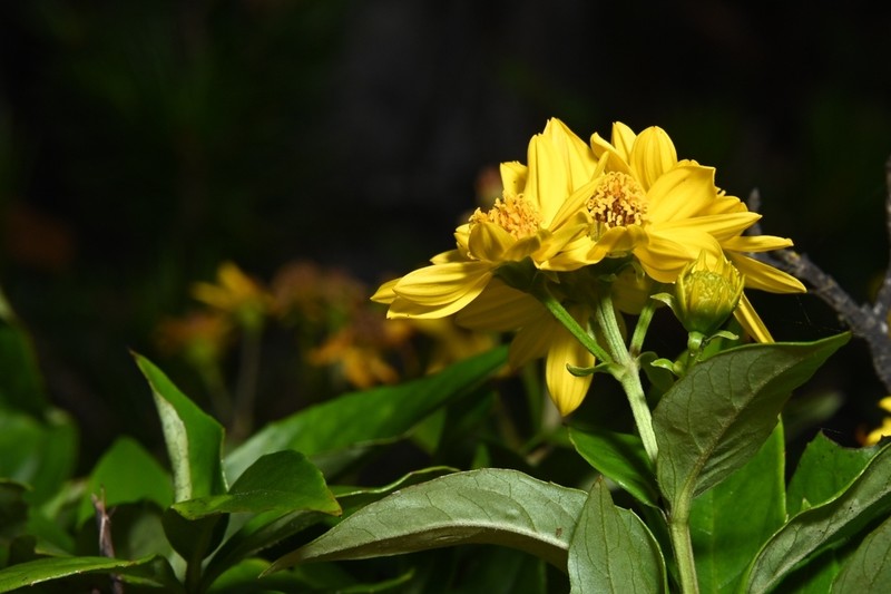 Tetrachyron websteri photo 3
